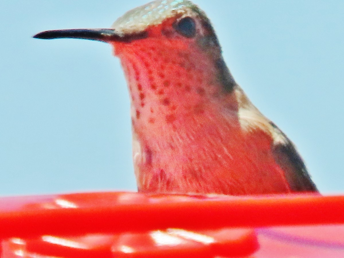 Broad-tailed Hummingbird - ML621169679