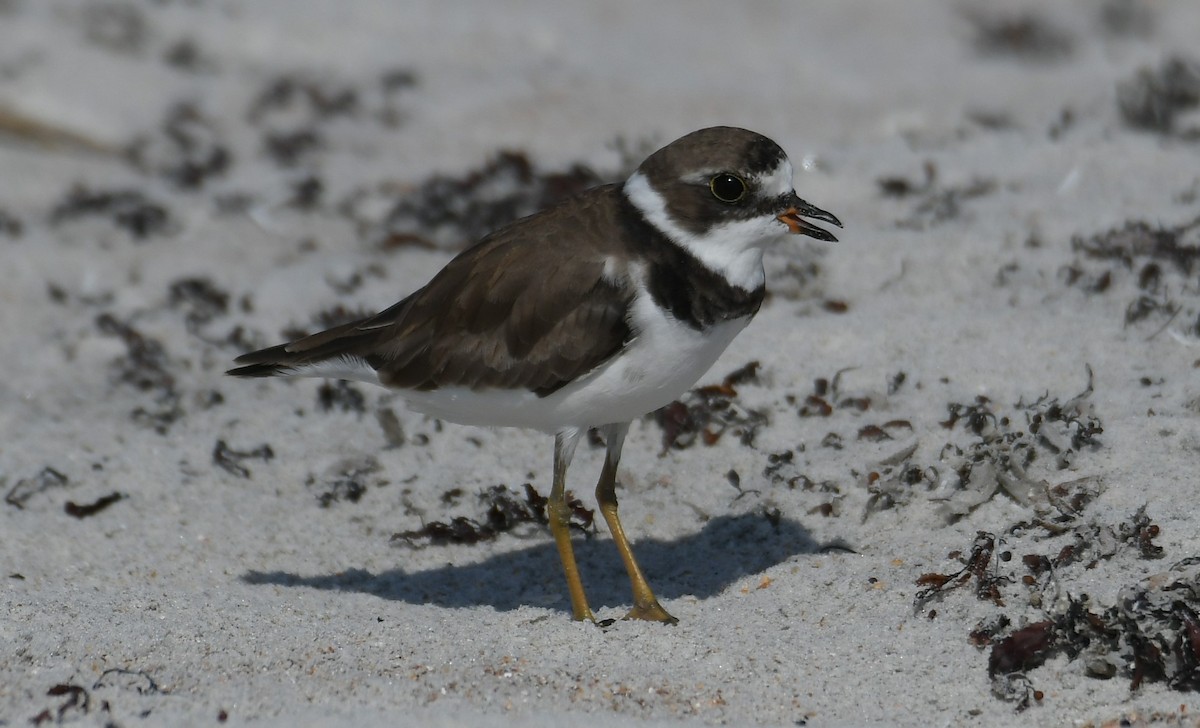 Semipalmated Plover - ML621169696