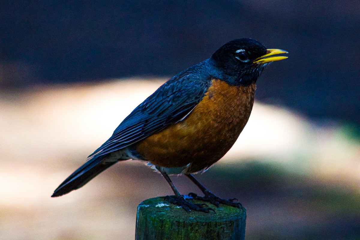 American Robin - ML621169700