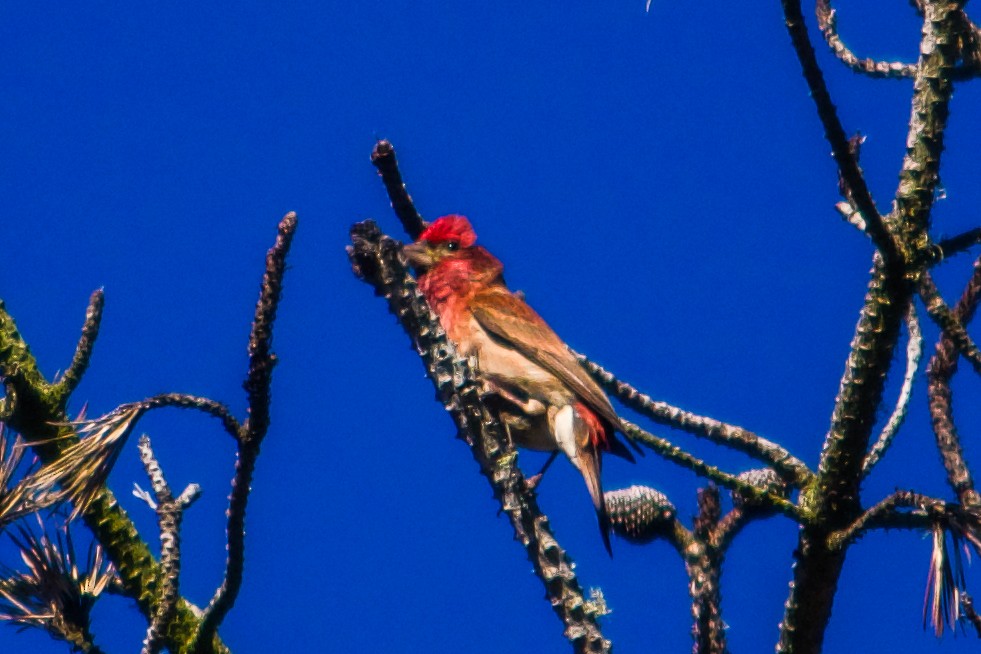 Purple Finch - ML621169714