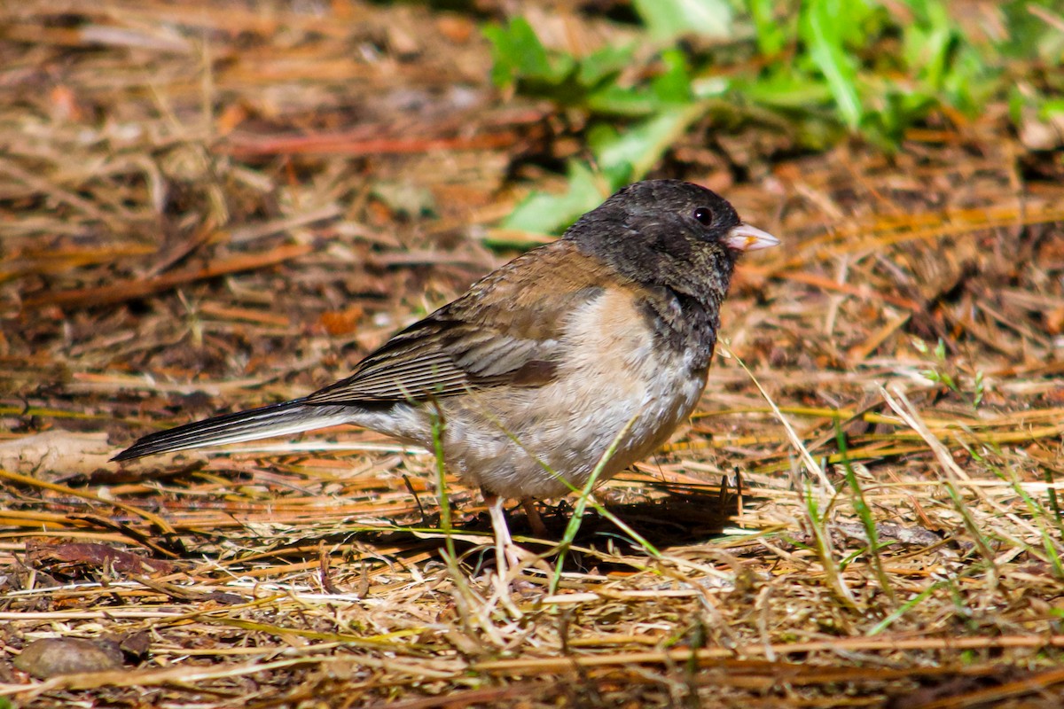 Dark-eyed Junco - ML621169718