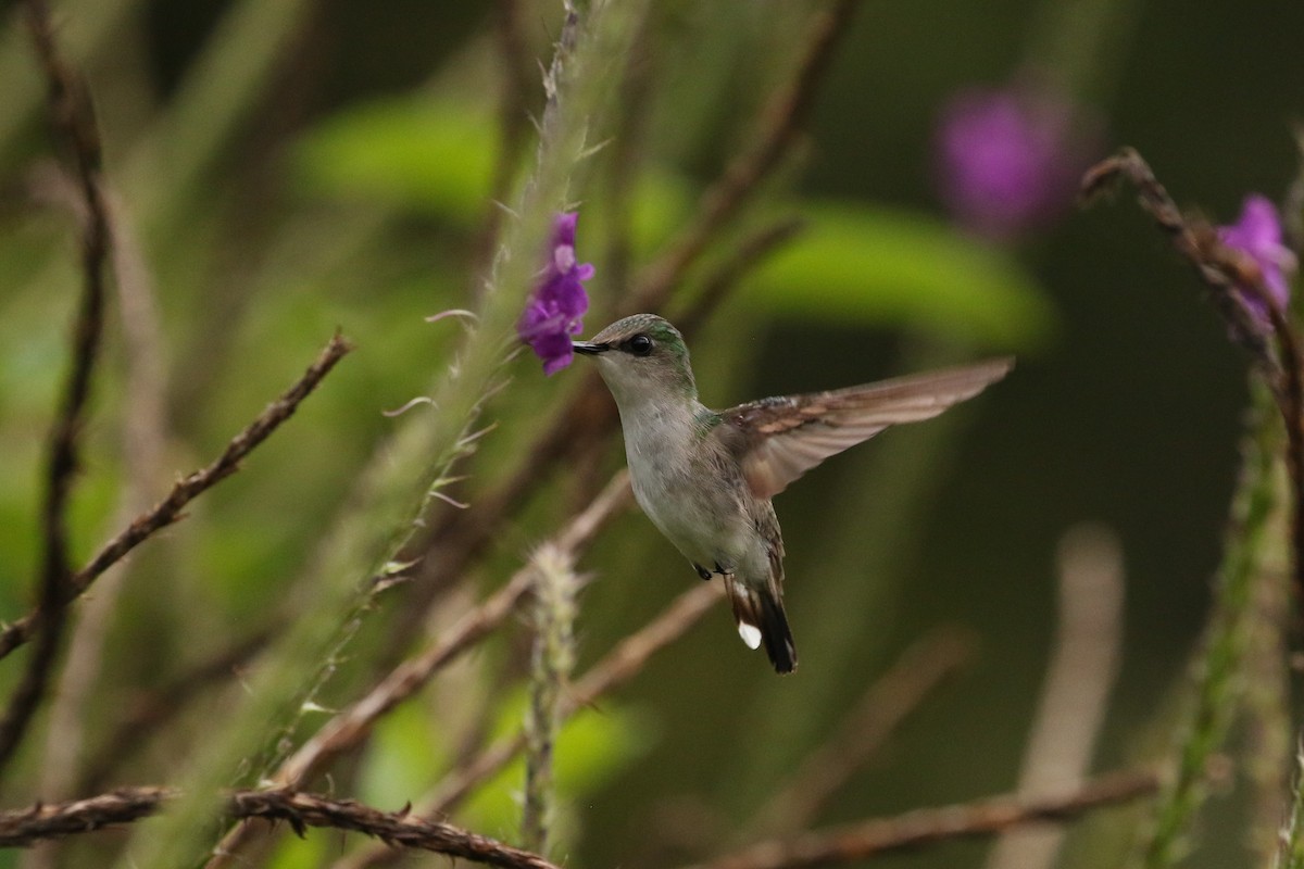 kolibřík běločelý - ML621169725