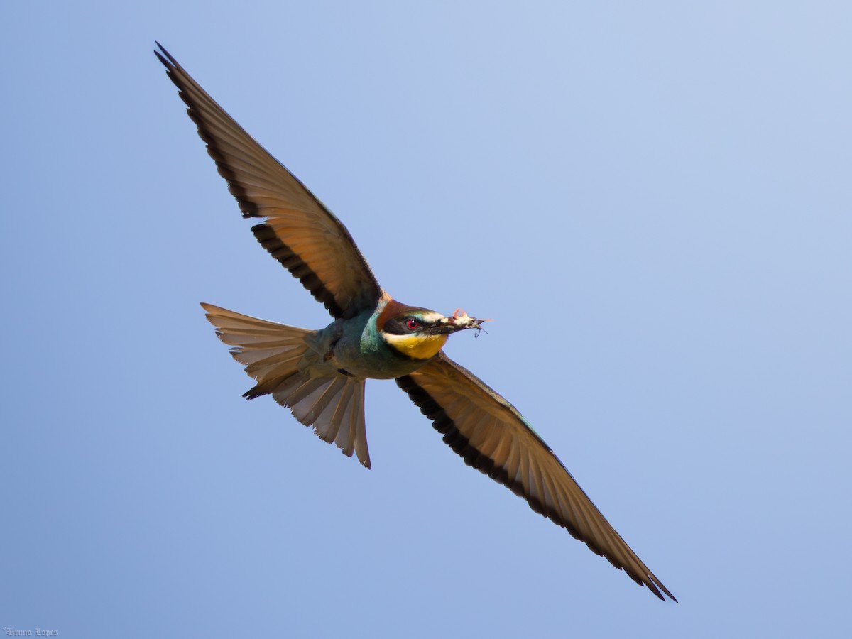 European Bee-eater - ML621169747