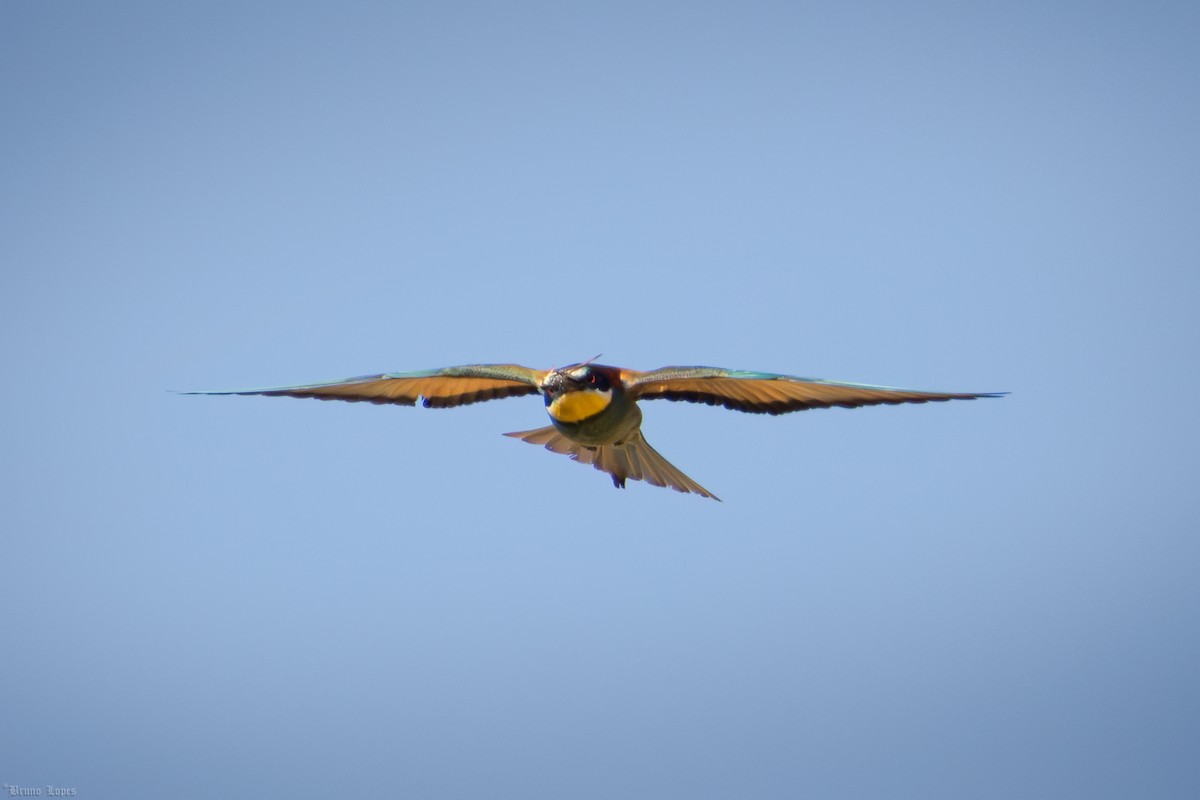 European Bee-eater - ML621169748