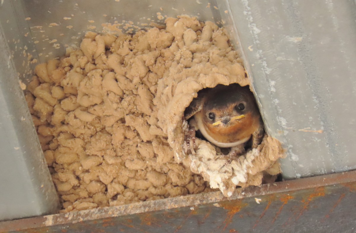 Cliff Swallow - Merri R