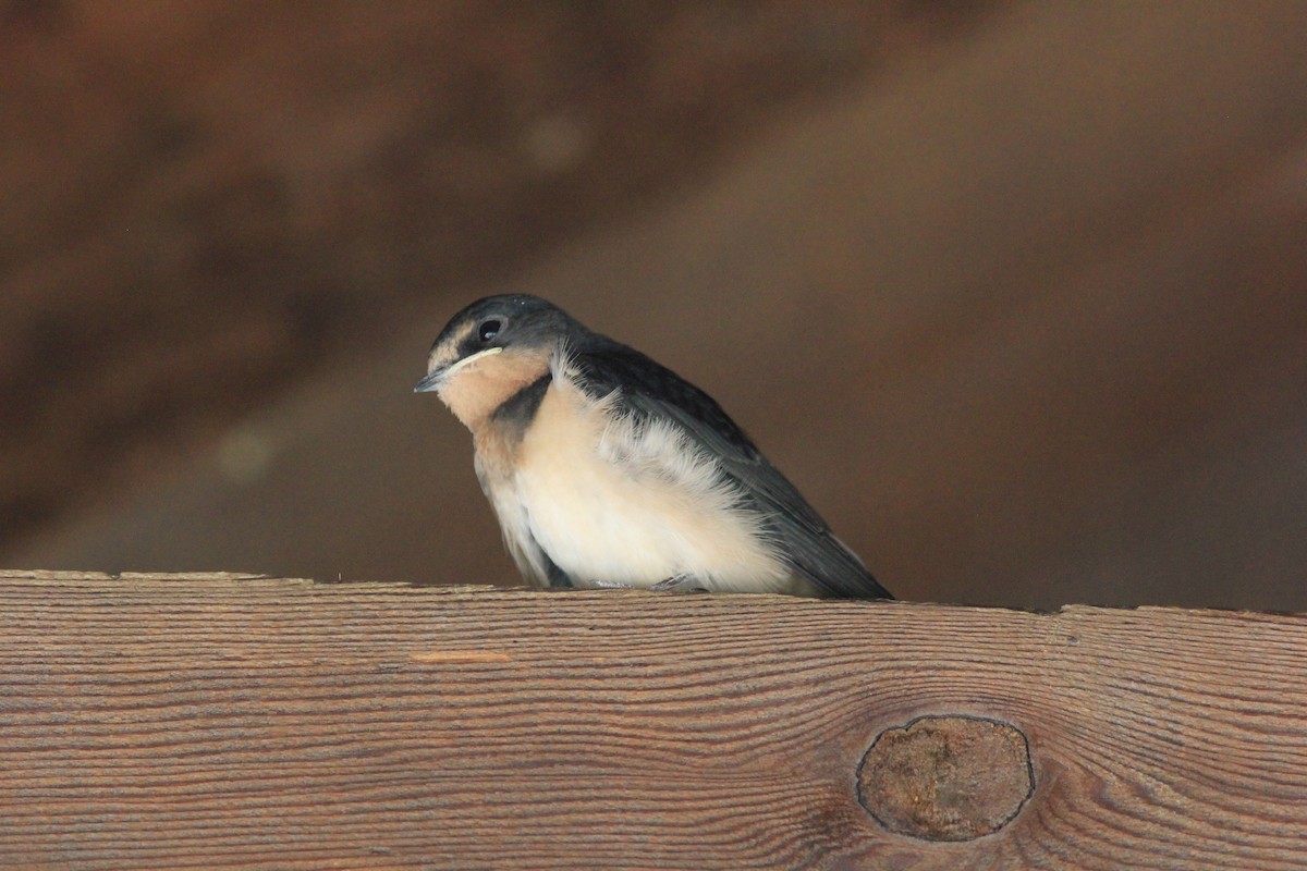 Barn Swallow - ML621169816