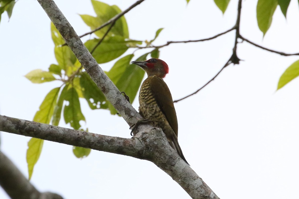 Rufous-winged Woodpecker - ML621169820