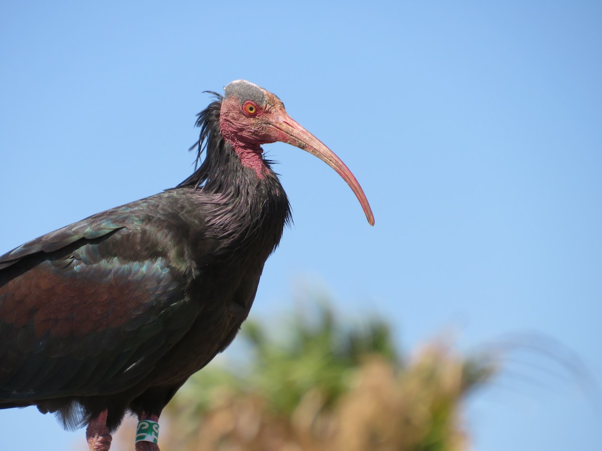 skallet ibis - ML621169837