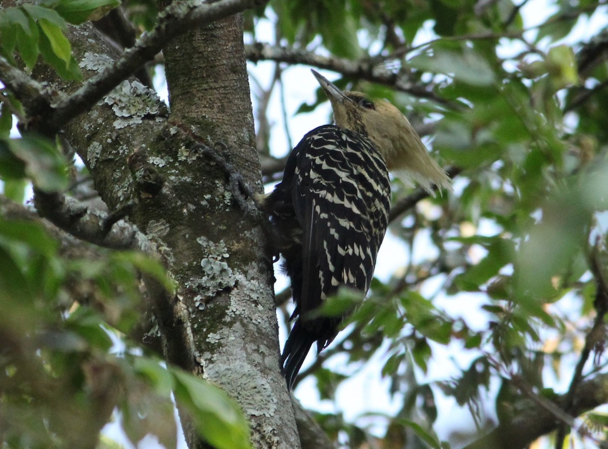 Blond-crested Woodpecker - ML621169852