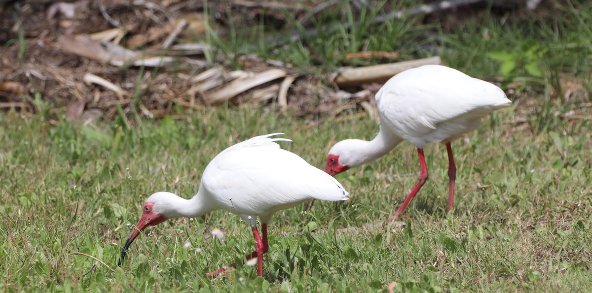 ibis bílý - ML621169892