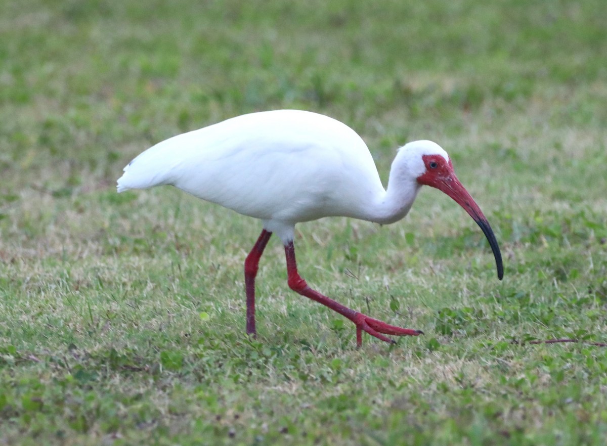 ibis bílý - ML621169893
