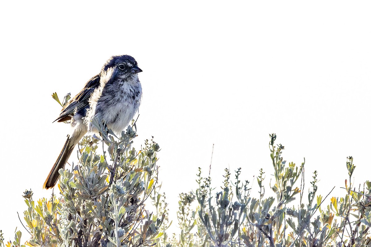 Sagebrush Sparrow - ML621169898