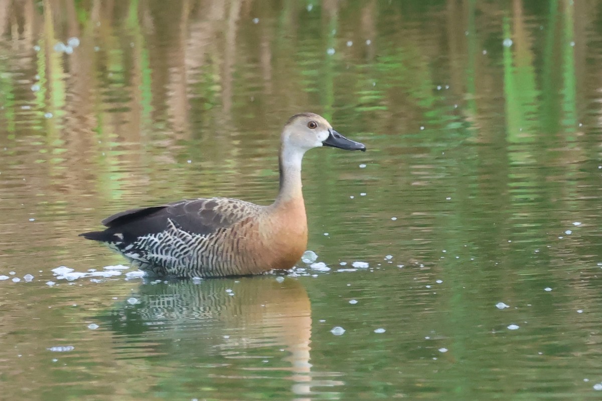 Plumed x White-faced Whistling-Duck (hybrid) - PJ Pulliam