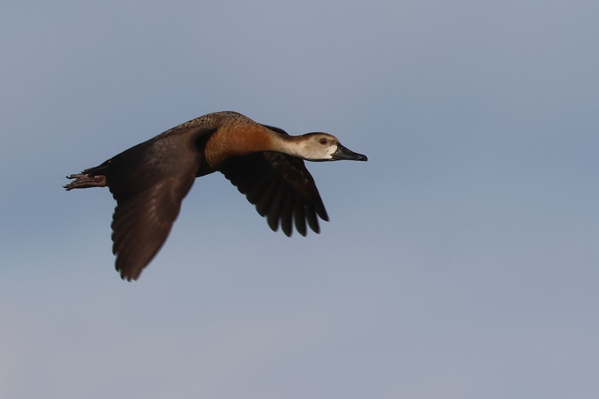 Plumed x White-faced Whistling-Duck (hybrid) - PJ Pulliam