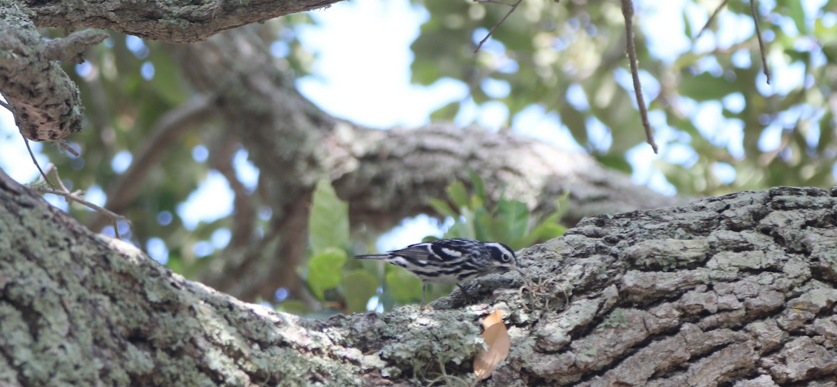 Black-and-white Warbler - ML621169925