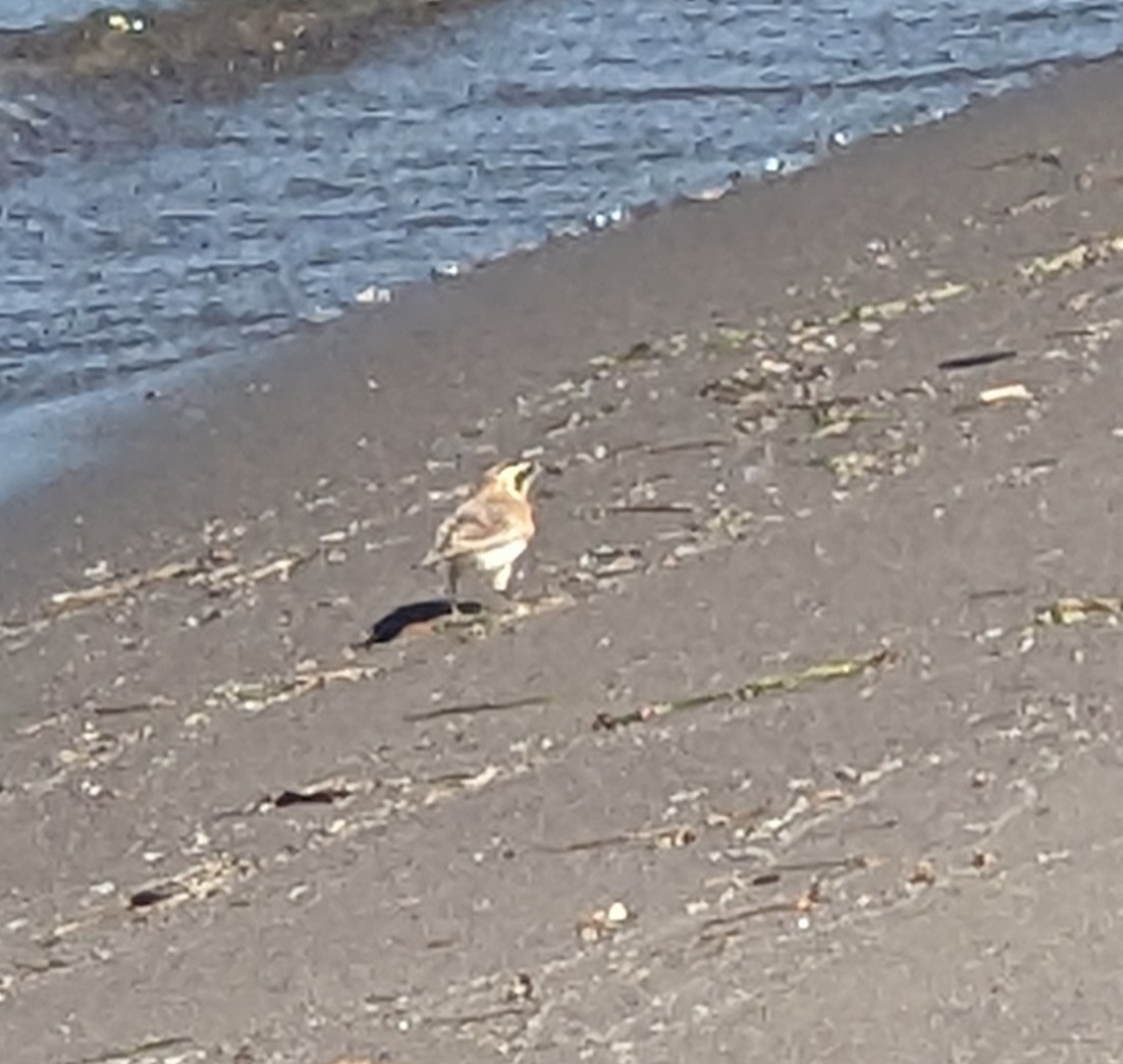 Horned Lark - ML621169975