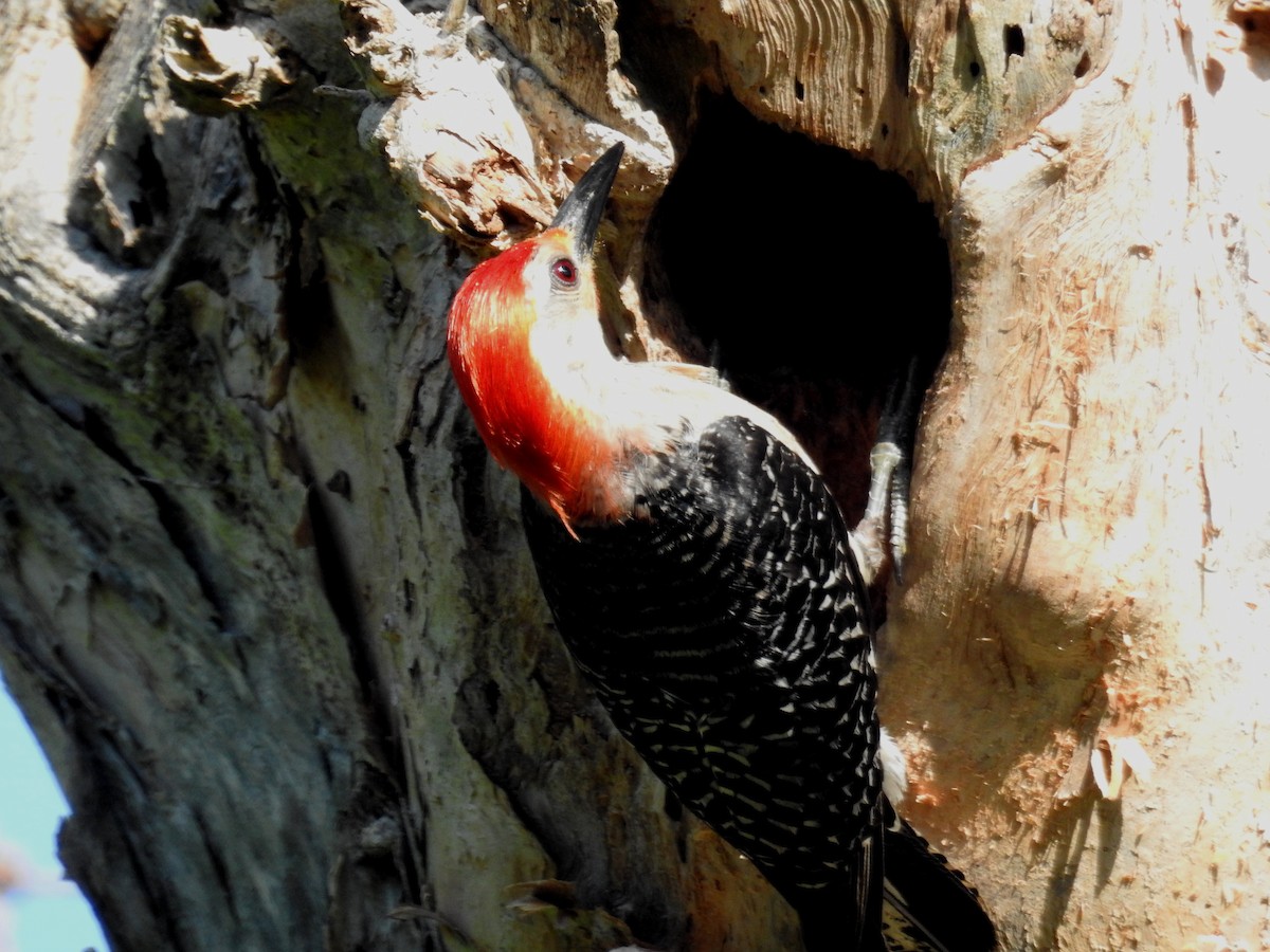 Red-bellied Woodpecker - ML621169989