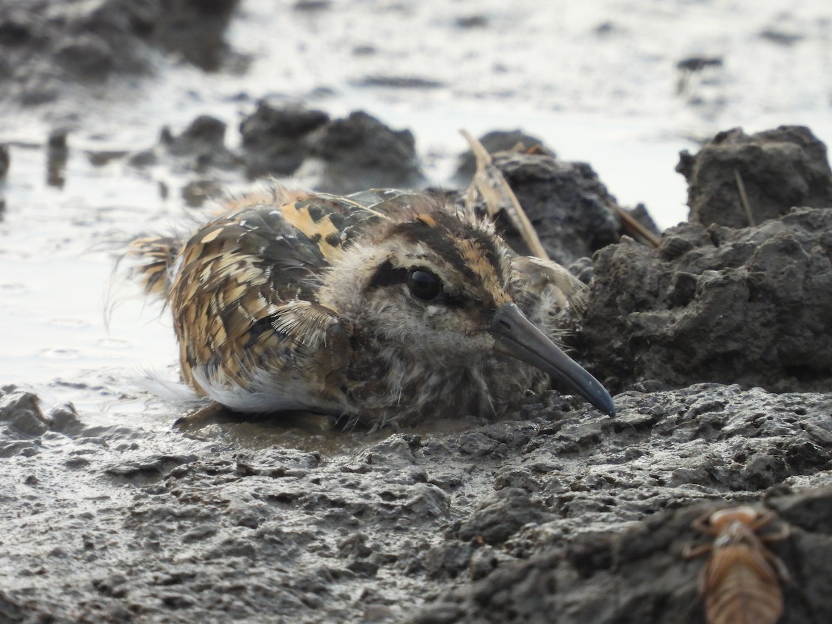 Greater Painted-Snipe - ML621170034
