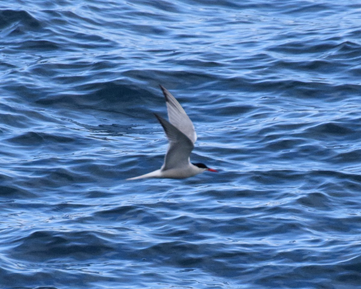 Common Tern - ML621170076