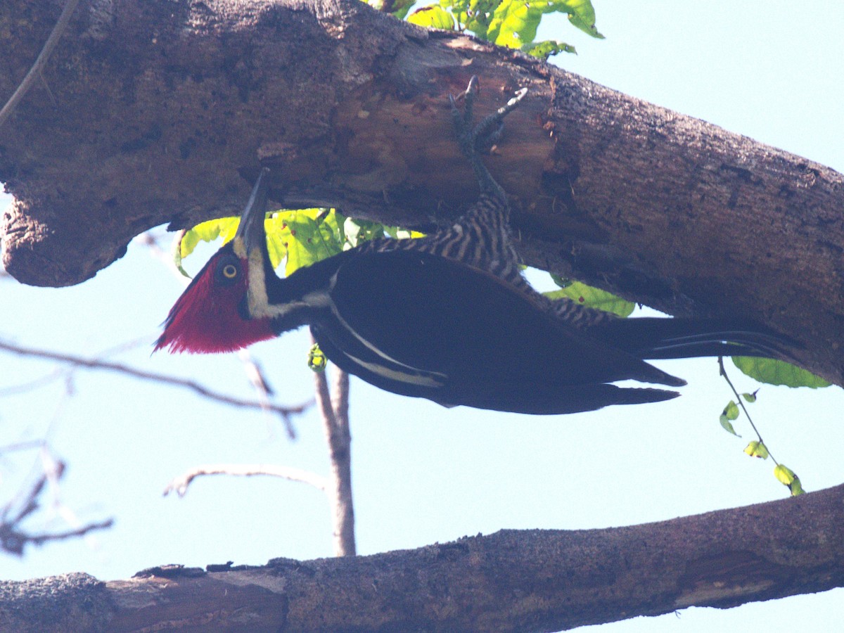 Crimson-crested Woodpecker - ML621170109