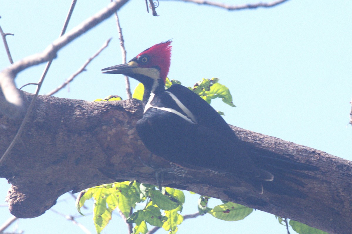 Crimson-crested Woodpecker - ML621170113