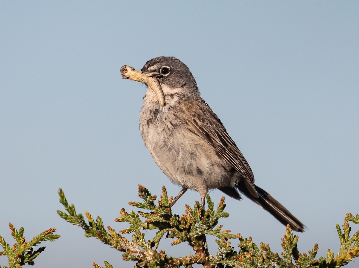 Sagebrush Sparrow - ML621170148