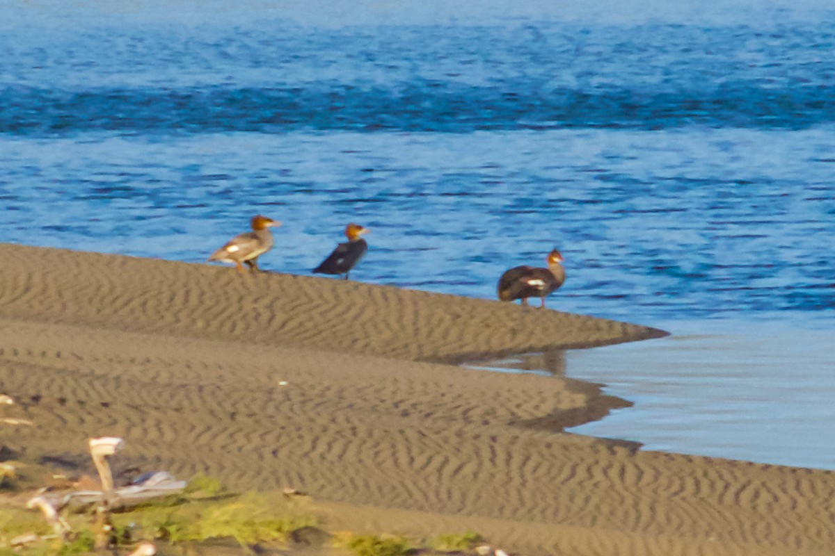 Common Merganser - ML621170149