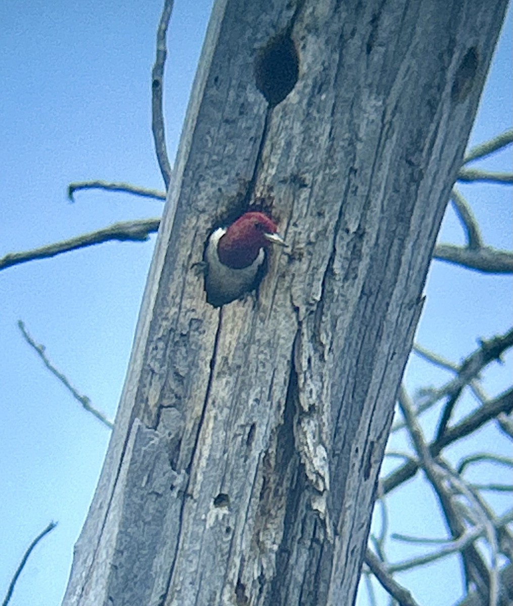 Red-headed Woodpecker - ML621170168