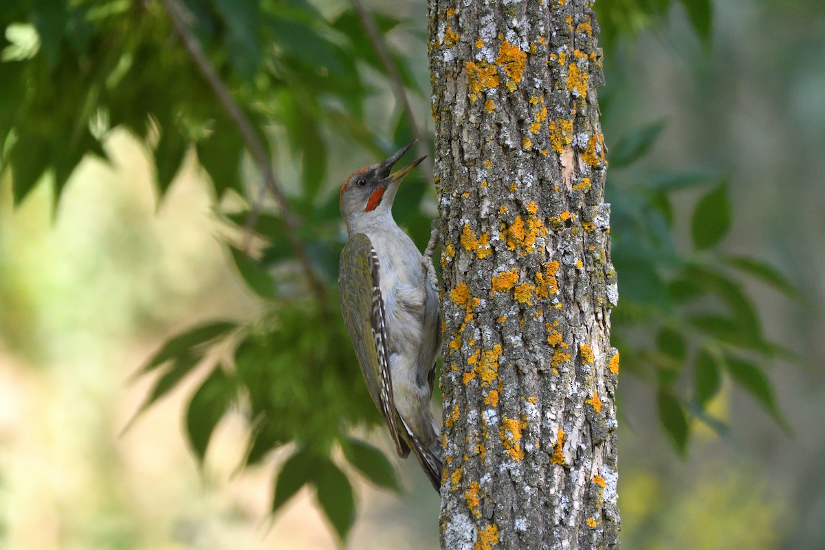 Iberian Green Woodpecker - ML621170188