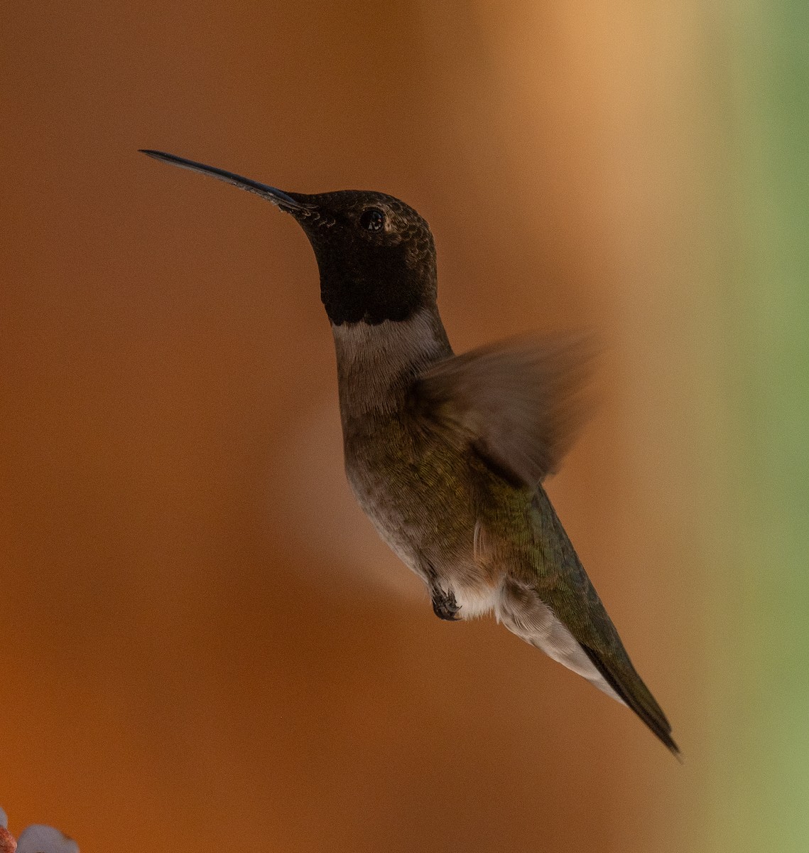Black-chinned Hummingbird - ML621170214