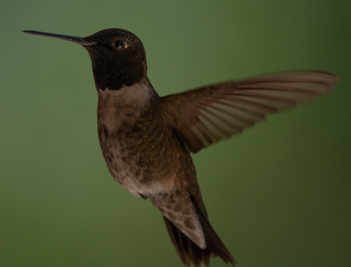 Black-chinned Hummingbird - ML621170215