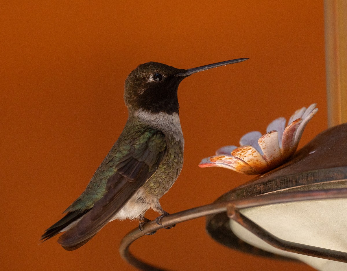 Black-chinned Hummingbird - ML621170217