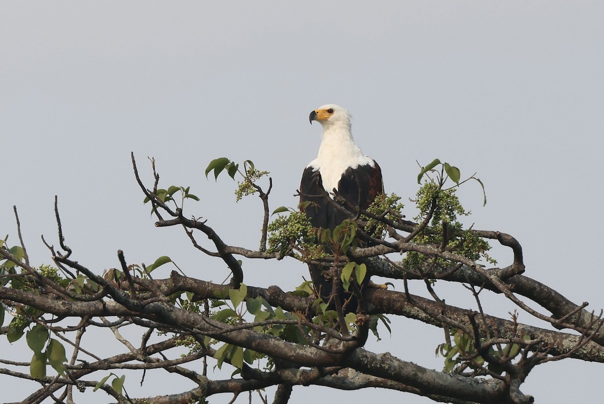 African Fish-Eagle - ML621170232