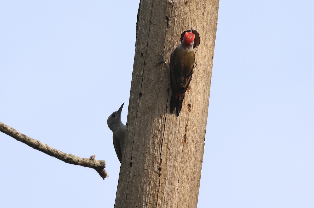 African Gray Woodpecker (Gray) - ML621170238