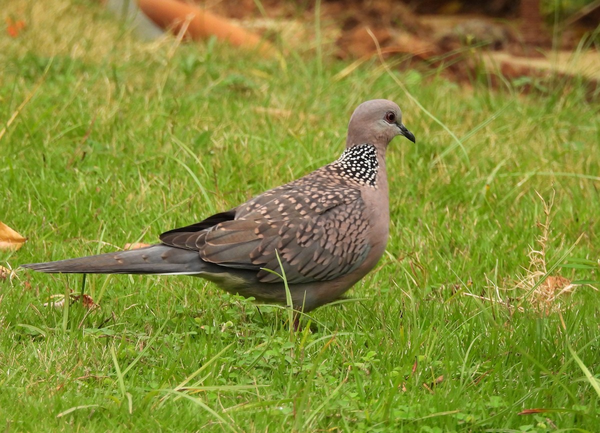 Spotted Dove - ML621170277