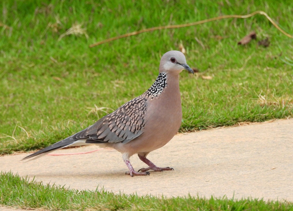 Spotted Dove - ML621170278