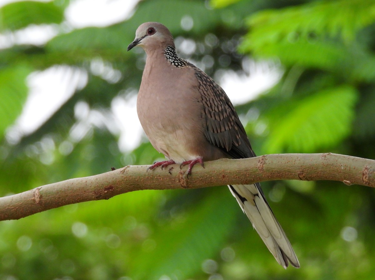 Spotted Dove - ML621170279