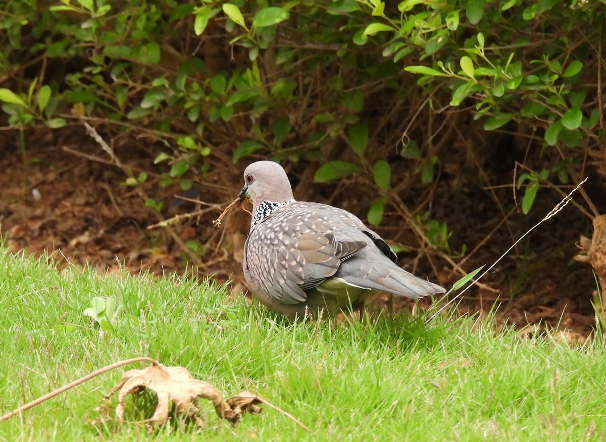 Spotted Dove - ML621170280