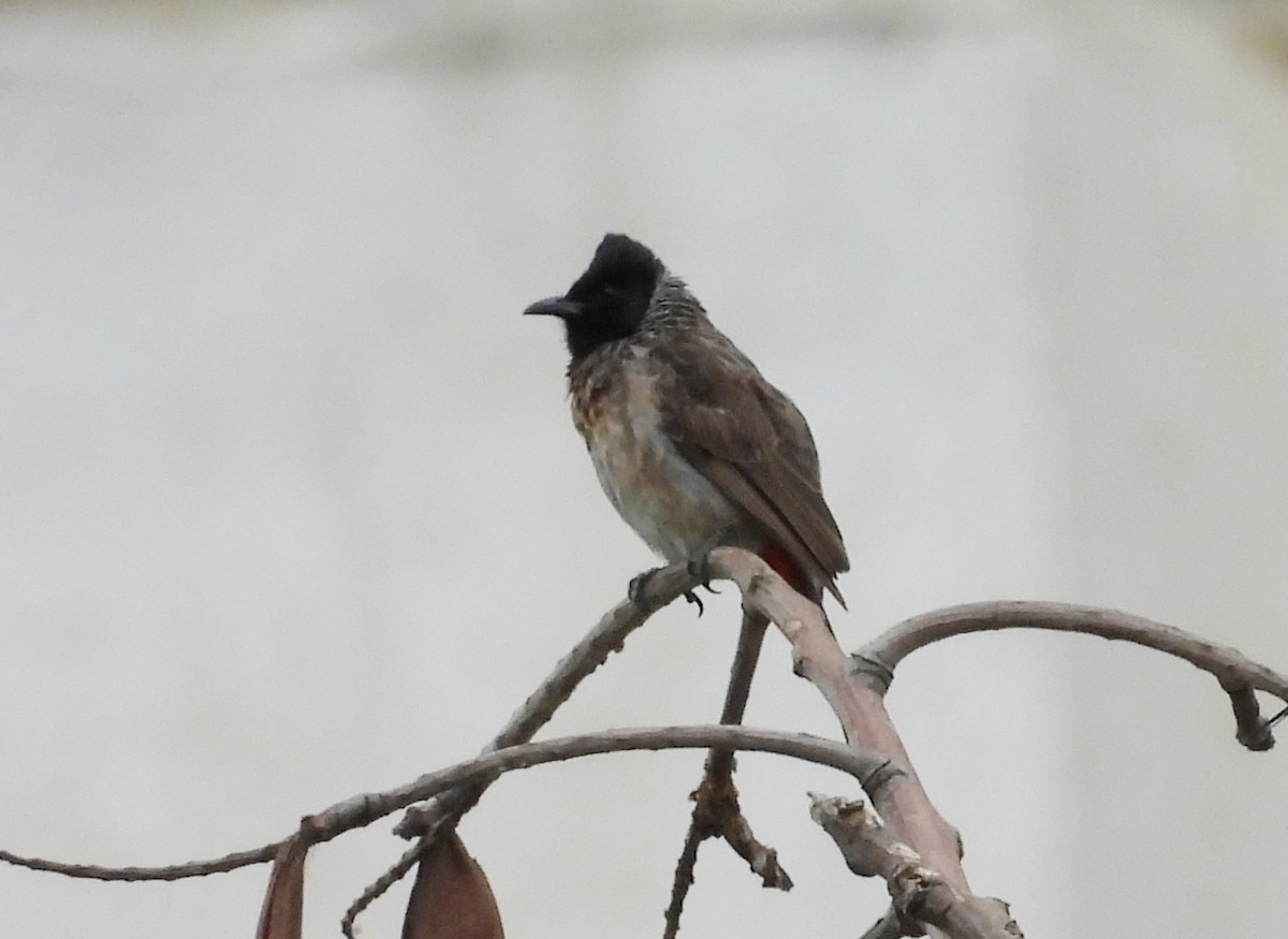 Red-vented Bulbul - ML621170303