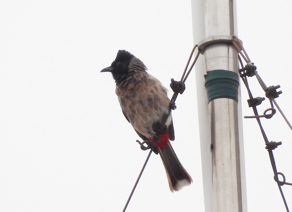Red-vented Bulbul - ML621170304