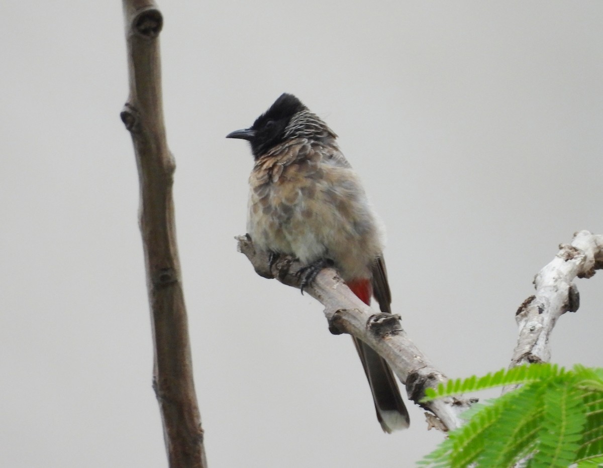 Red-vented Bulbul - ML621170305