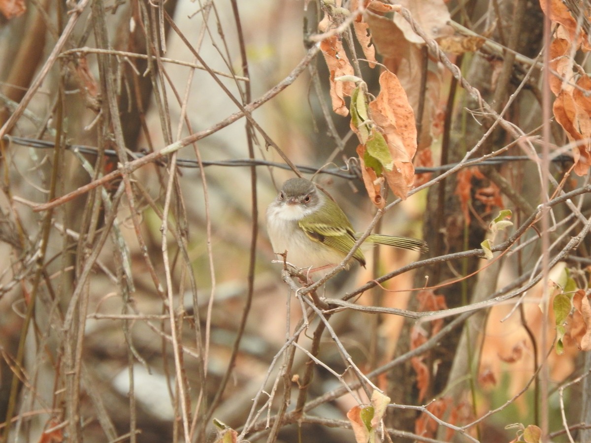 Pearly-vented Tody-Tyrant - ML621170306