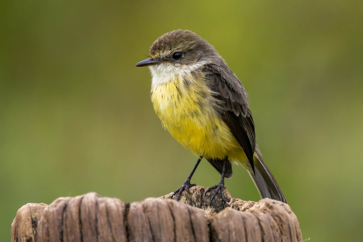 Brujo Flycatcher (Galapagos) - ML621170324