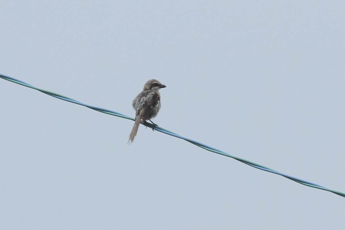 Bull-headed Shrike - ML621170338