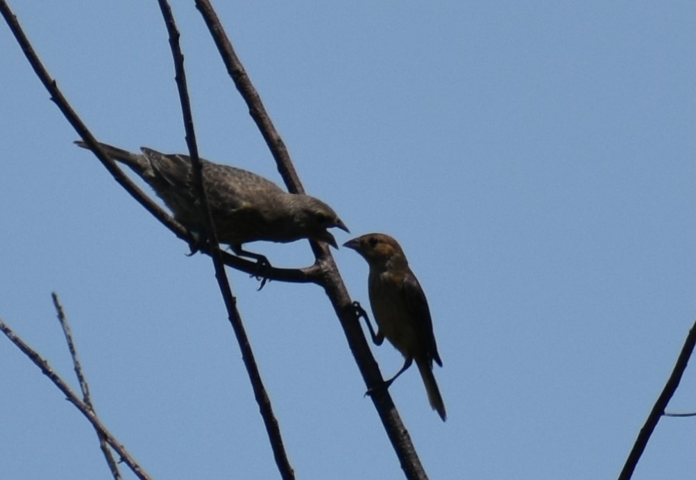 Brown-headed Cowbird - ML621170339