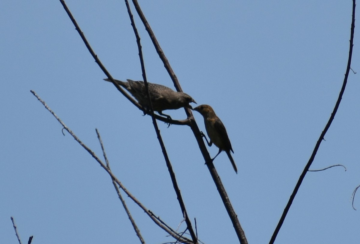 Indigo Bunting - ML621170386