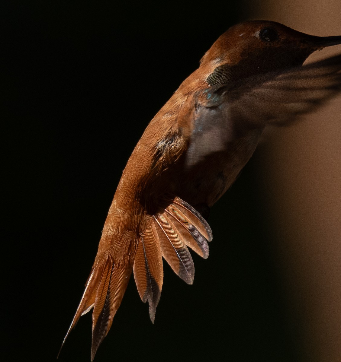 Rufous Hummingbird - ML621170395