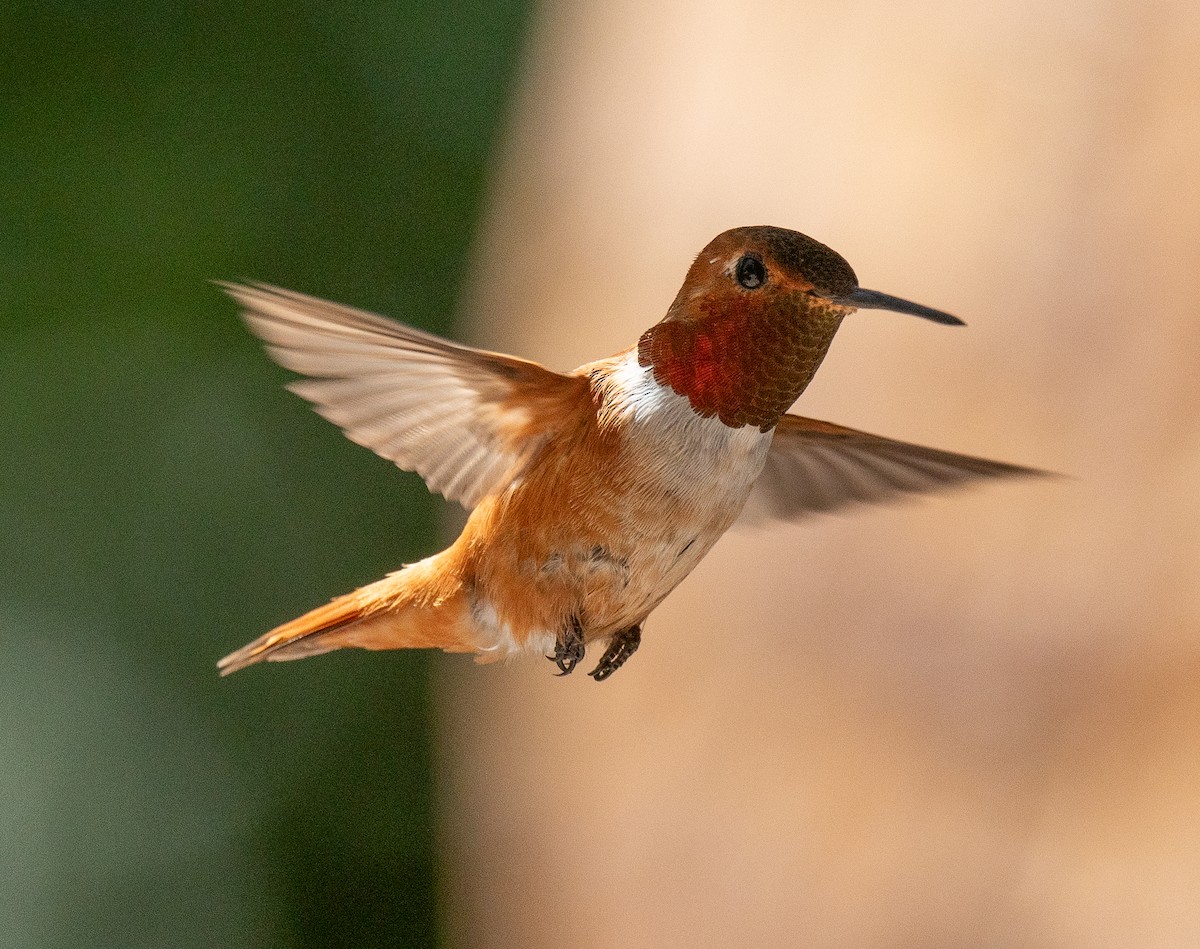 Rufous Hummingbird - ML621170398