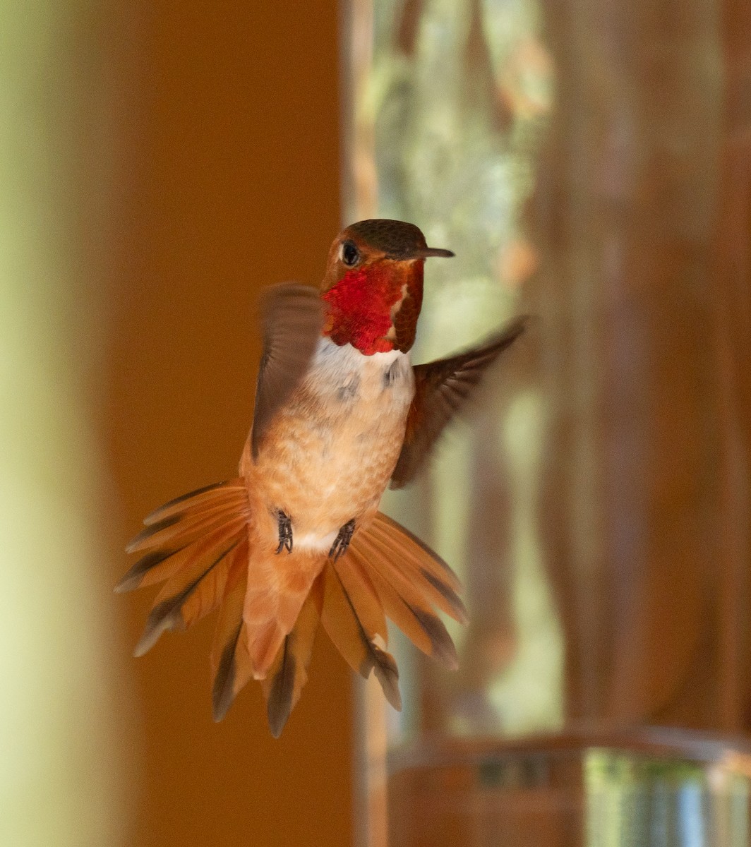 Rufous Hummingbird - ML621170401