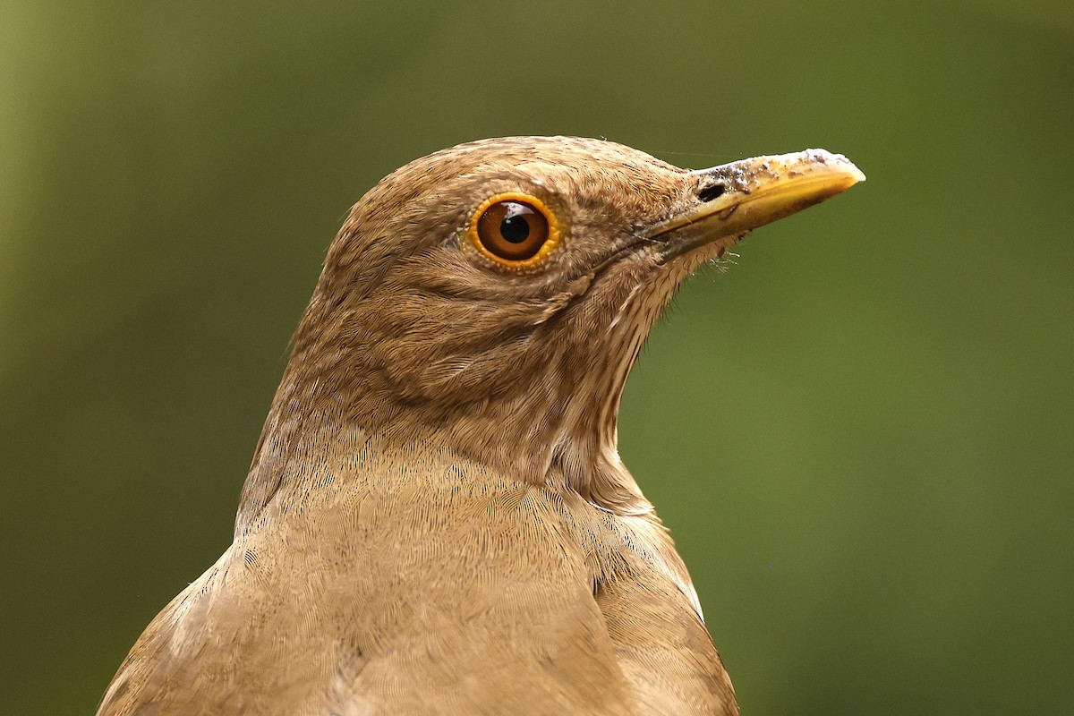 Ecuadorian Thrush - John Mills